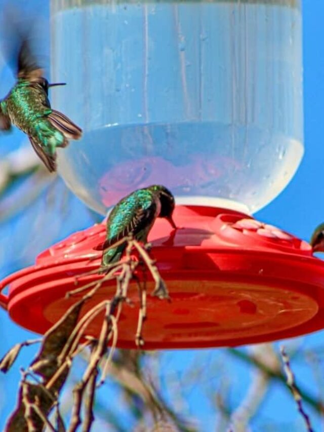 Hummingbird Behavior At Feeders