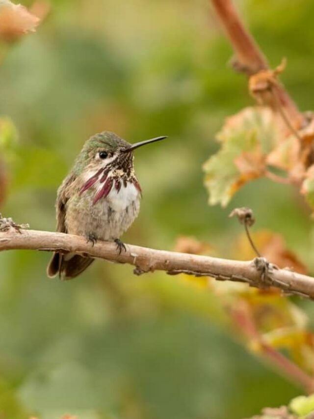 4 Incredible Hummingbirds To See In Minnesota