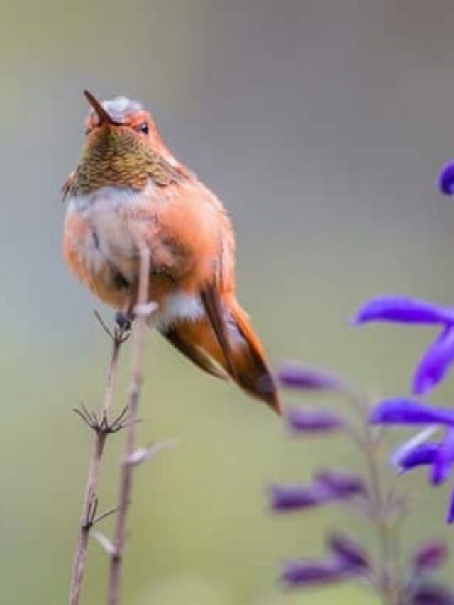 3 Incredible Hummingbirds You’ll Find In New England