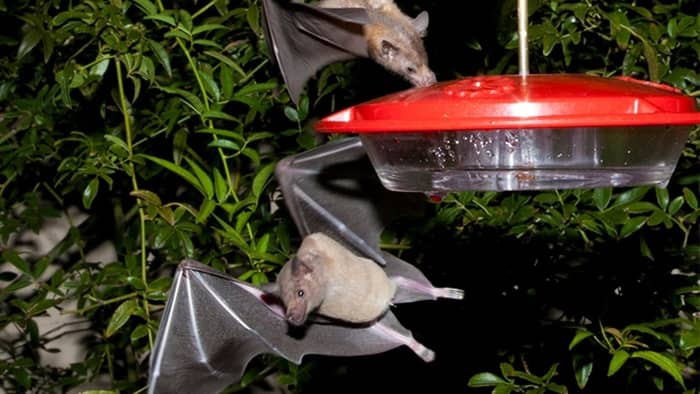  do bats drink from hummingbird feeders