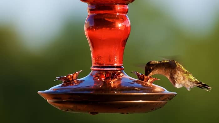  does hummingbird food go bad