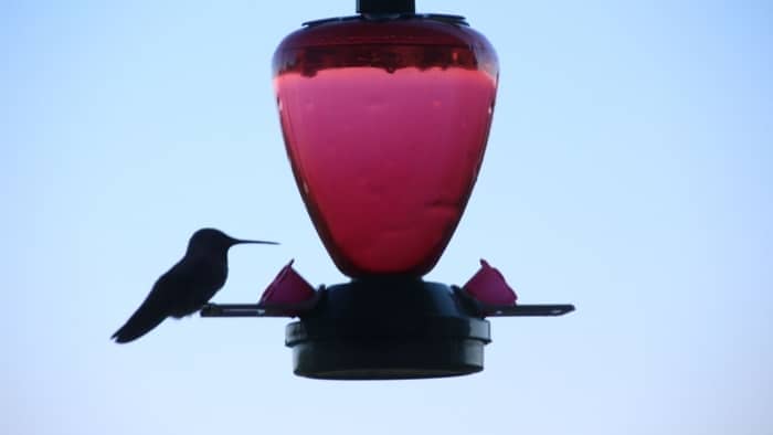  does rain cause hummingbird food to go bad