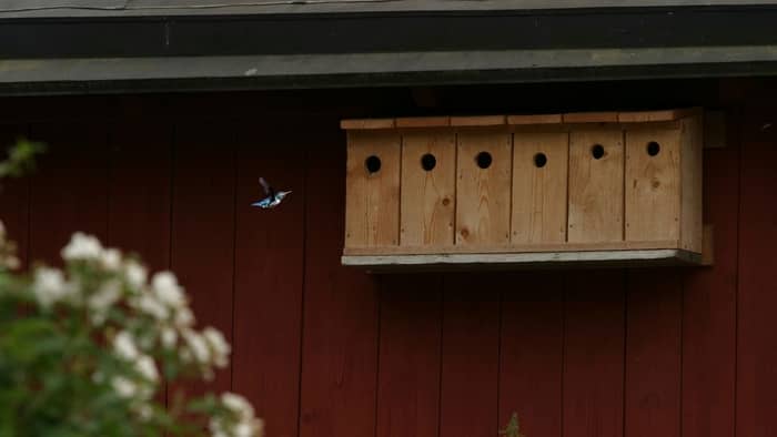  hanging hummingbird nest