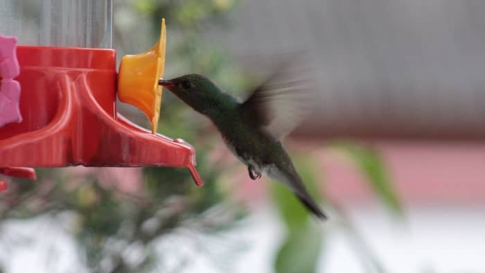  height of the hummingbird feeder