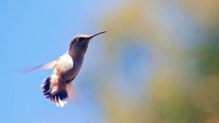  how do hummingbirds fly backwards
