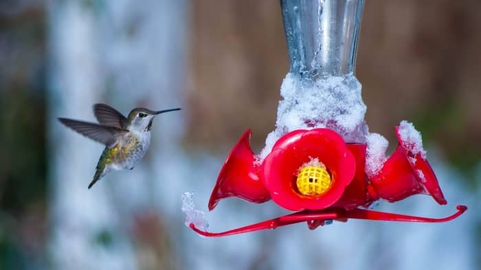  how do hummingbirds survive the winter