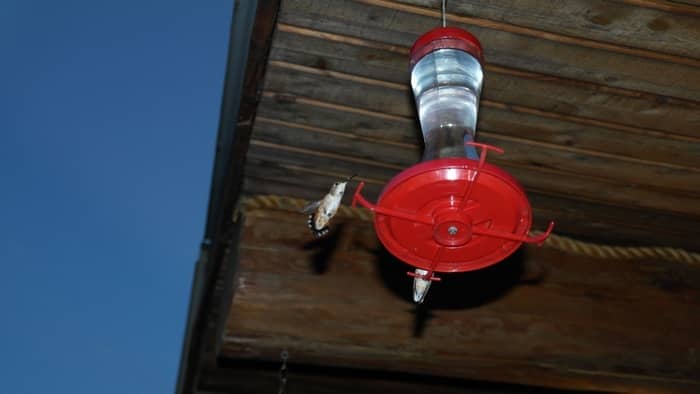  how high should a hummingbird feeder be