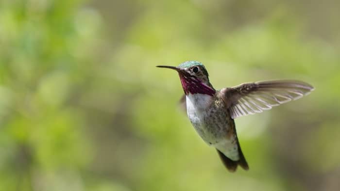  how long do hummingbirds stay in minnesota