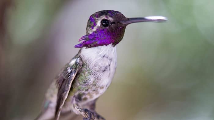  hummingbird biblical meaning