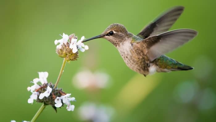  hummingbird migration in oklahoma