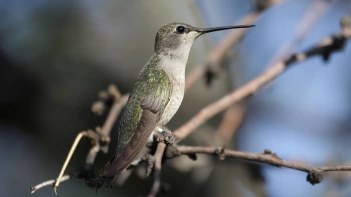  hummingbird season colorado