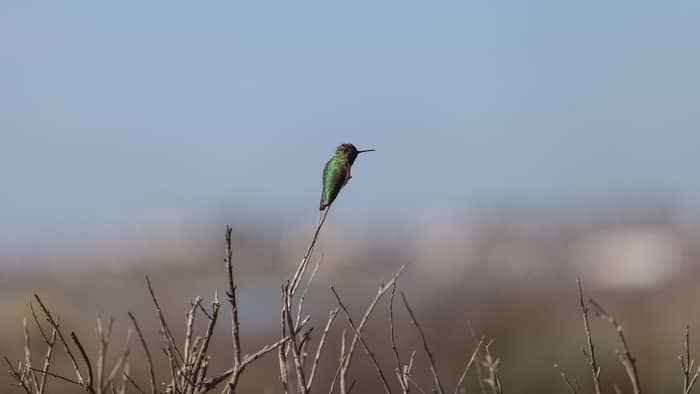  hummingbird season in texas