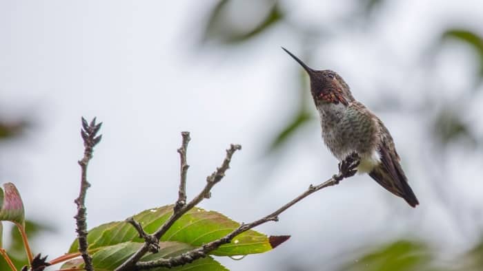  hummingbird species in california