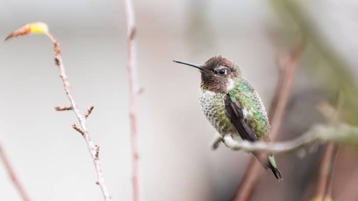  hummingbird species in northern california