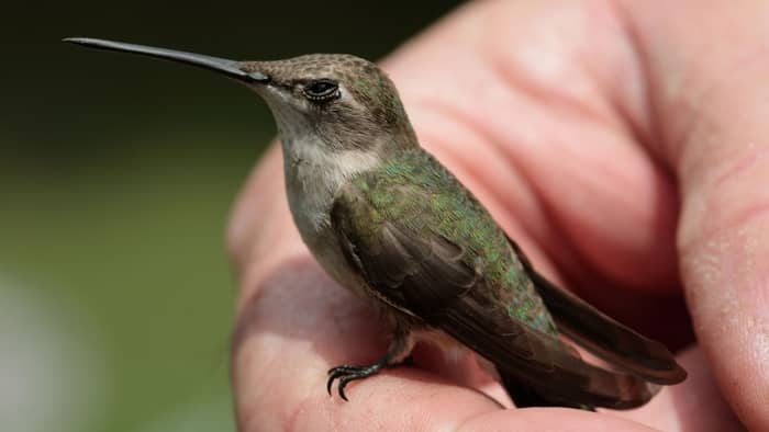  hummingbird symbolism in dreams