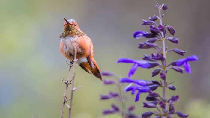  types of hummingbirds in new england