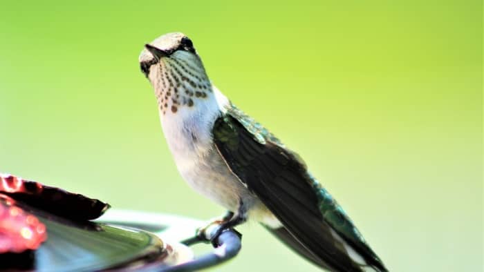  types of hummingbirds in southern california