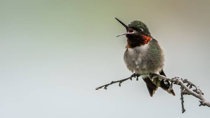  what flowers attract hummingbirds in new england