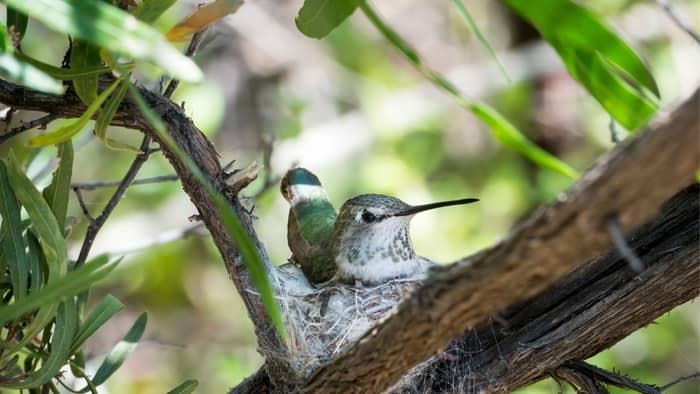  what time of the year do hummingbirds nest