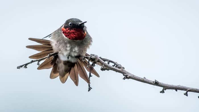  when do hummingbirds arrive in new england