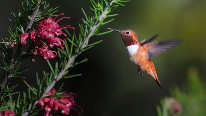  when do hummingbirds leave minnesota