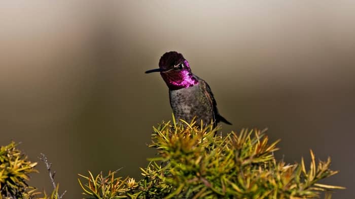  when do hummingbirds leave oklahoma