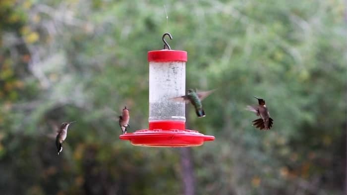  when do hummingbirds leave texas