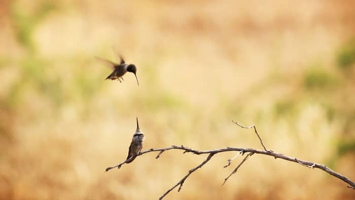  when do hummingbirds mate