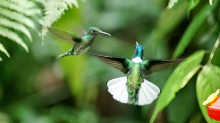  why are hummingbirds aggressive to each other