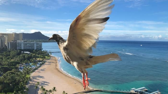  why are hummingbirds banned in hawaii