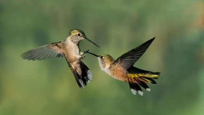  why are rufous hummingbirds so aggressive