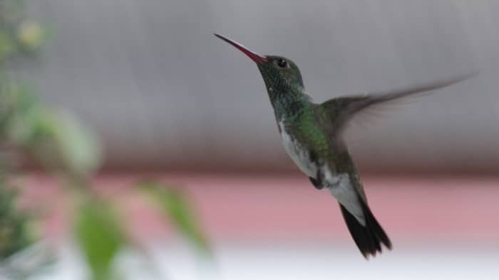  why do hummingbirds fly backwards