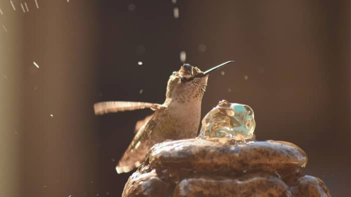 will hummingbirds die if you stop feeding them