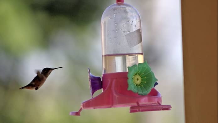  ant proof hummingbird feeder