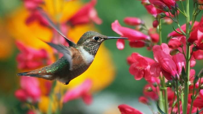  Are hummingbirds primary consumers?