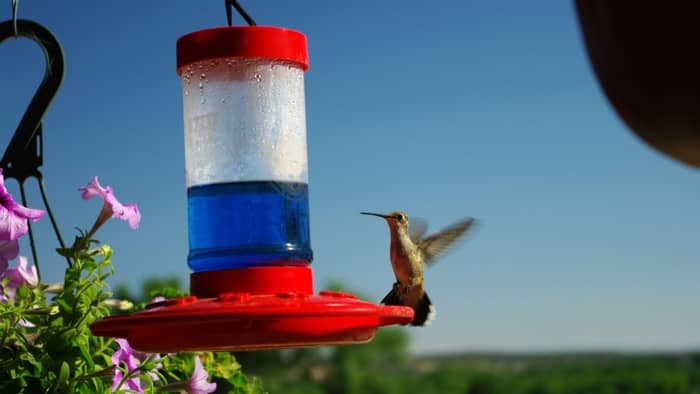  Are window hummingbird feeders good?