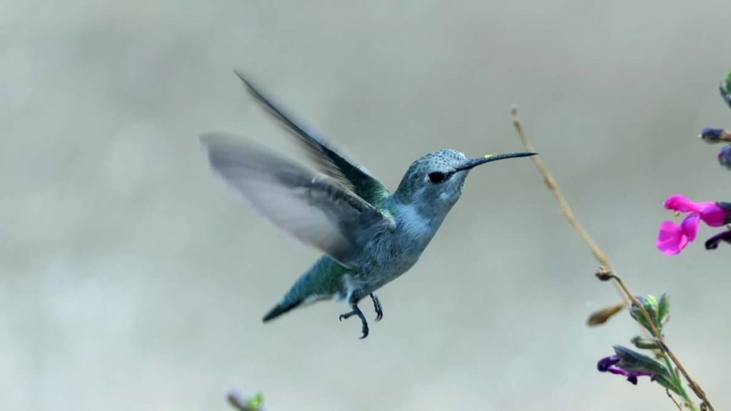 bird-that-makes-clicking-sound-hummingbirds-info