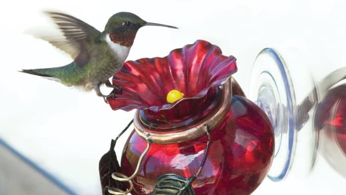  Can I put hummingbird feeder on window?