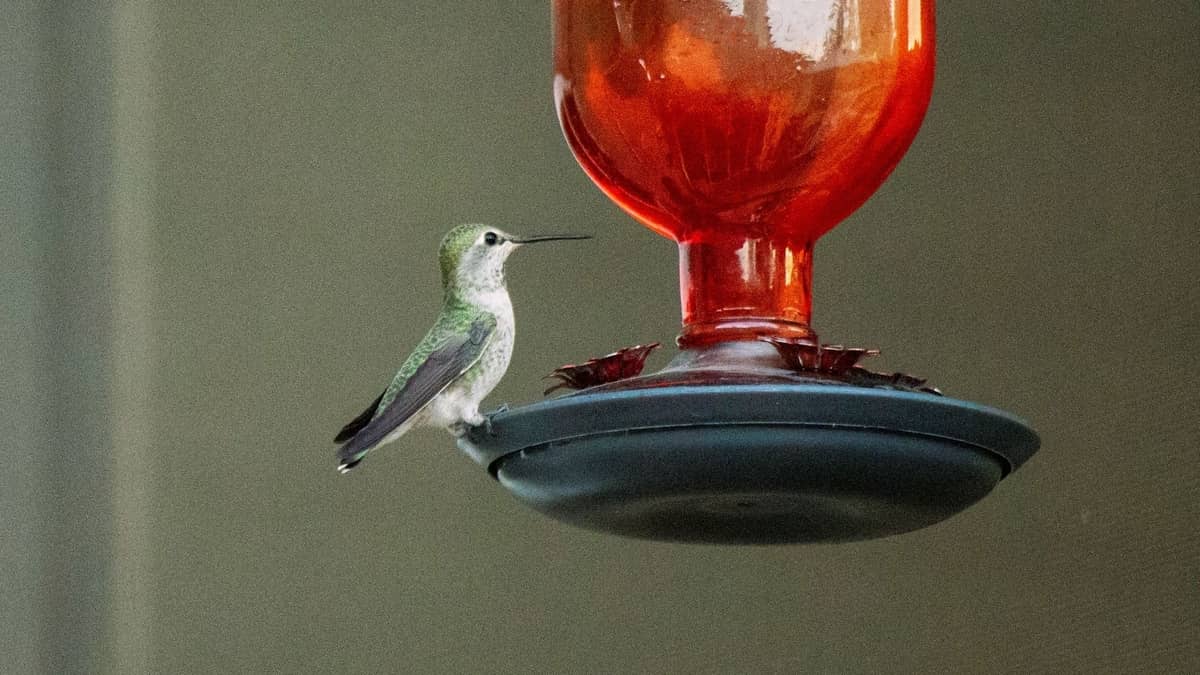 Cheap Hummingbird Feeders