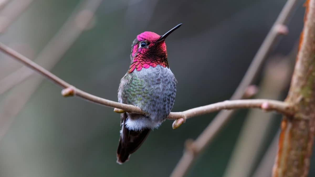 Do Hummingbirds Make Noise