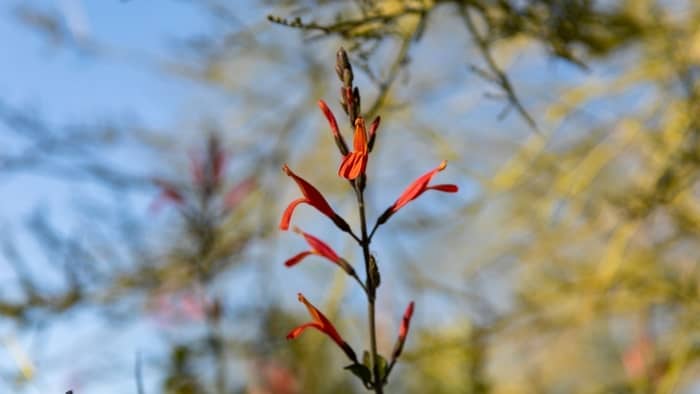  Do hummingbird bushes come back every year?