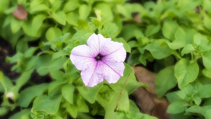  Do hummingbirds get nectar from morning glories?