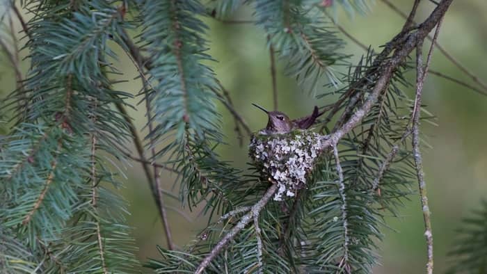  Do hummingbirds have nests in trees?