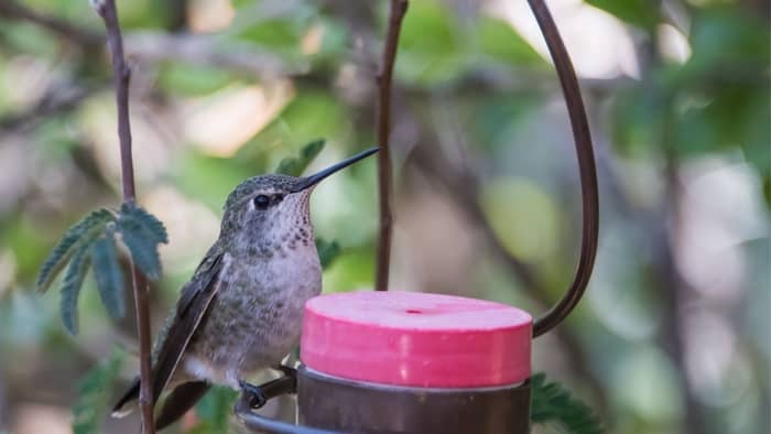  Do hummingbirds like feeders high or low?