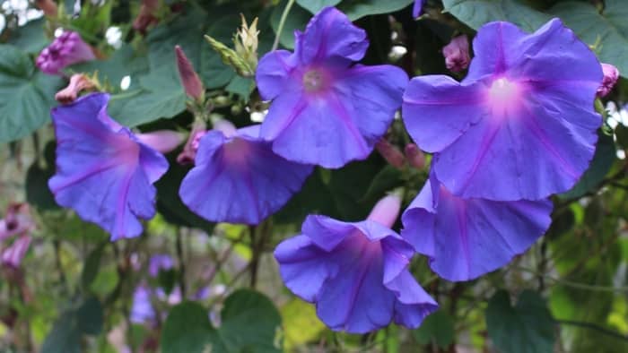  Do hummingbirds like morning glory plants?