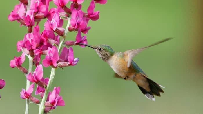  Do hummingbirds stay in Colorado in the winter?