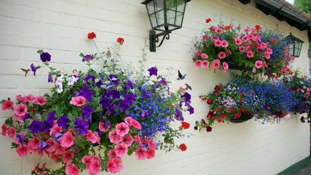 Hanging Baskets That Attract Hummingbirds 1024x576 