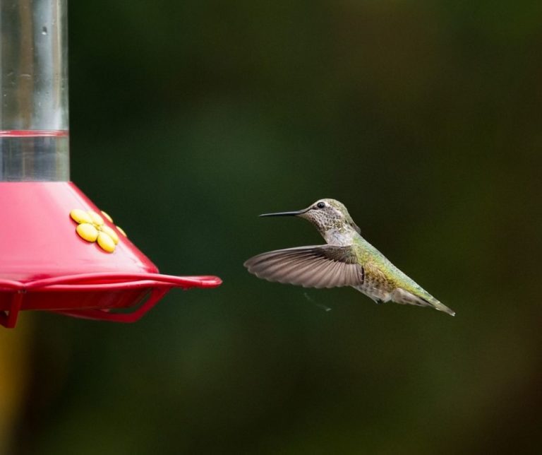 How Often Should I Change Hummingbird Food? - Hummingbirds Info