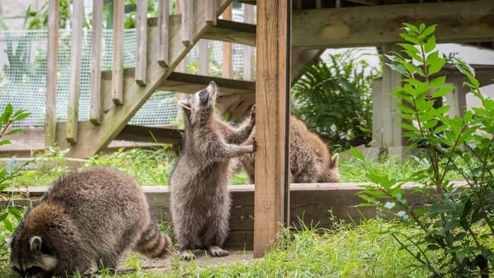  How do I keep raccoons away from my bird feeder?