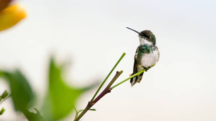  How do you attract hummingbirds in Florida?